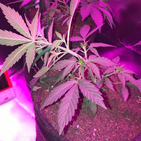 Sour Diesel Auto growlog photo: 19:15- LST no top bud. 
