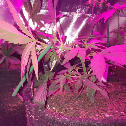 Sour Diesel Auto growlog photo: 19:15- LST no top bud. 