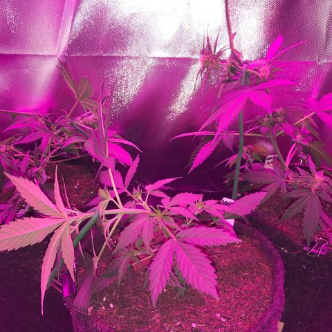 Sour Diesel Auto growlog photo: 19:15- LST visão geral.