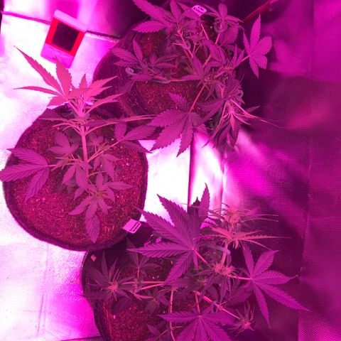 Sour Diesel Auto growlog timeline photo