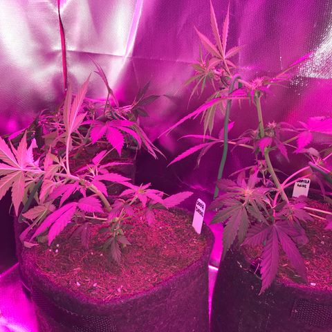 Sour Diesel Auto growlog timeline photo