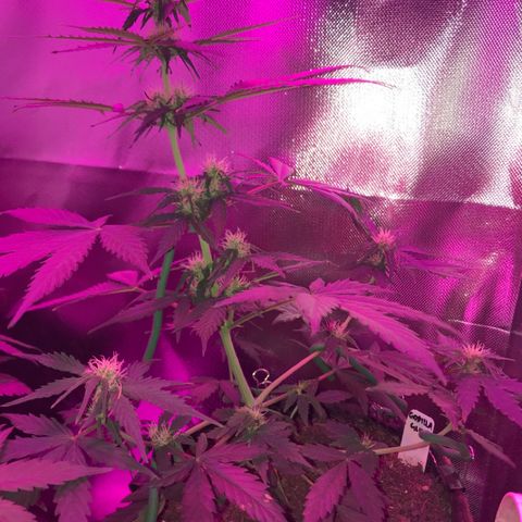 Gorilla Glue Auto growlog photo: 21:00- 