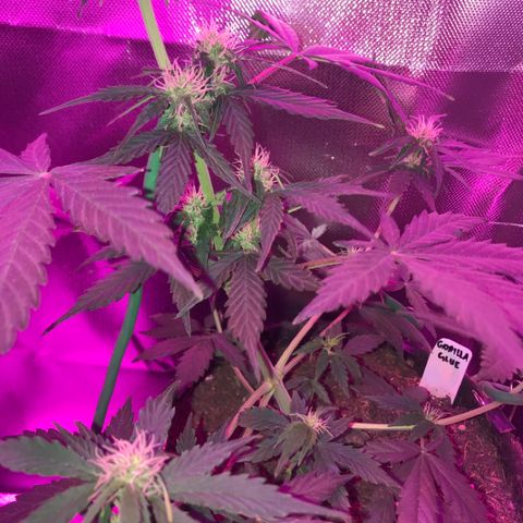 Gorilla Glue Auto growlog photo: 21:00- 