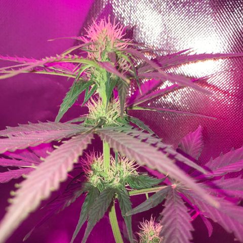 Gorilla Glue Auto growlog photo: 21:00- 