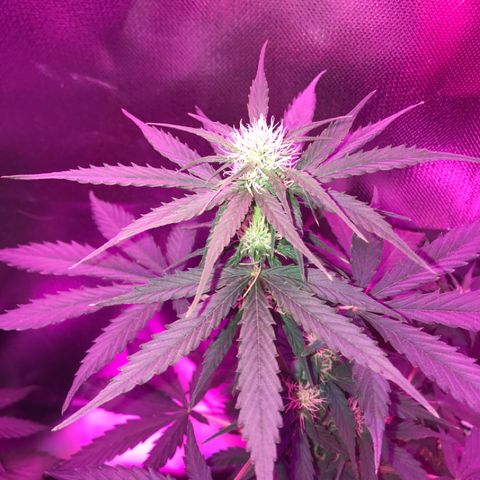 Gorilla Glue Auto growlog photo: 21:00- 