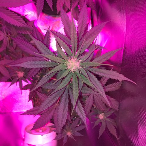 Gorilla Glue Auto growlog photo: 21:00- 