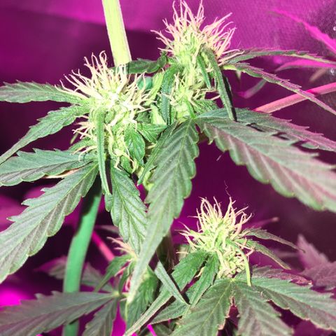 Gorilla Glue Auto growlog photo: 21:00- 