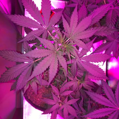 Sour Diesel Auto growlog photo: 21:00-