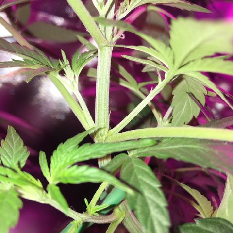Sour Diesel Auto growlog photo: 21:00-