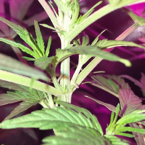 Sour Diesel Auto growlog photo: 21:00-