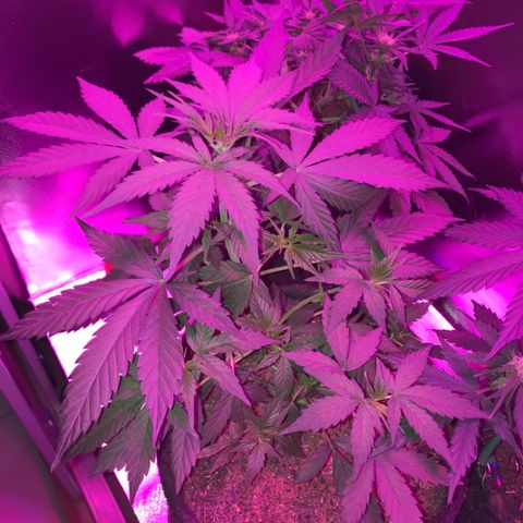 Sour Diesel Auto growlog photo: 21:00-