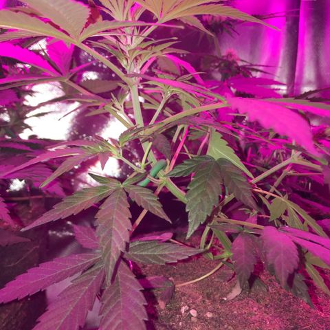 Sour Diesel Auto growlog photo: 21:00-