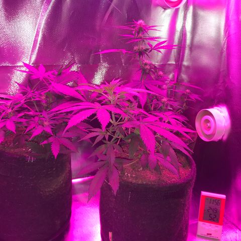 Sour Diesel Auto growlog timeline photo