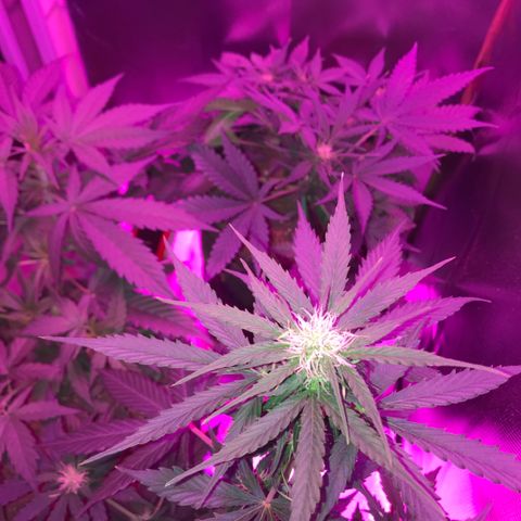 Sour Diesel Auto growlog timeline photo
