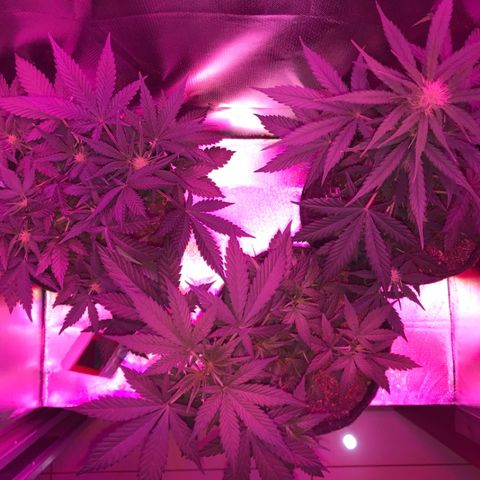 Sour Diesel Auto growlog timeline photo