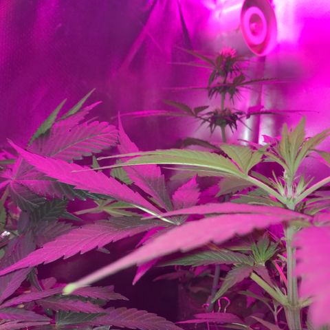 Sour Diesel Auto growlog timeline photo