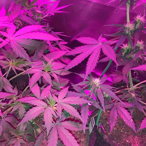 Sour Diesel Auto growlog timeline photo