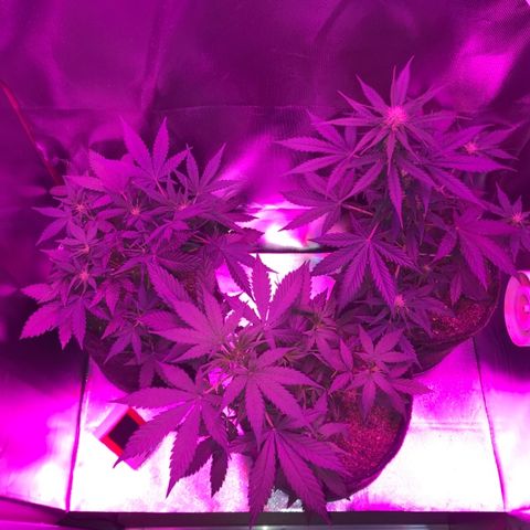 Sour Diesel Auto growlog photo: 21:00-