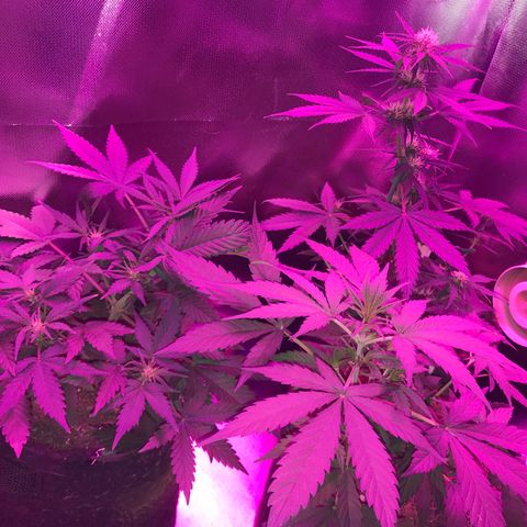 Sour Diesel Auto growlog timeline photo