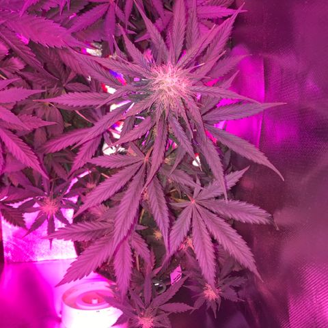 Gorilla Glue Auto growlog photo: 12:30-