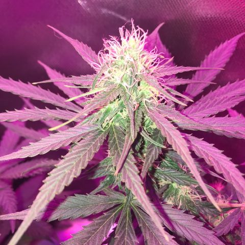 Gorilla Glue Auto growlog photo: 12:30-
