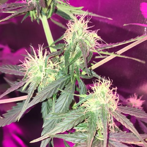Gorilla Glue Auto growlog photo: 12:30-