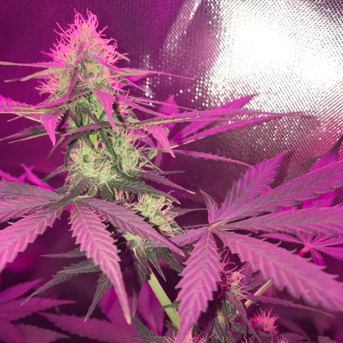 Gorilla Glue Auto growlog photo: 12:30-