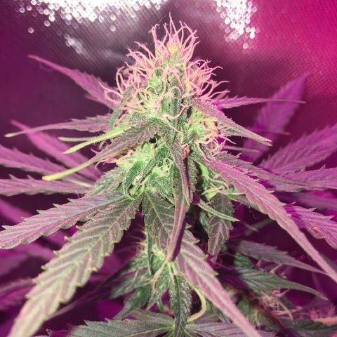 Gorilla Glue Auto growlog photo: 12:30-