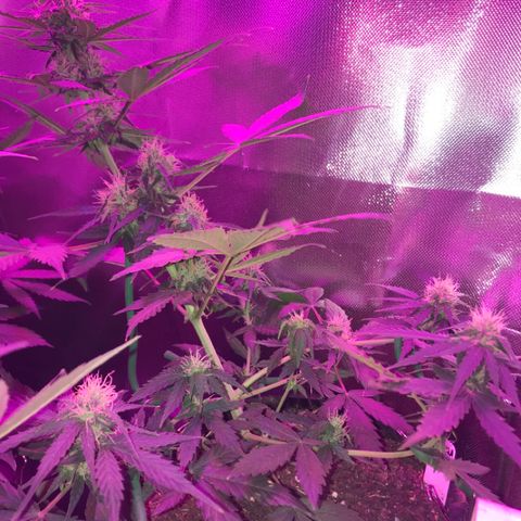 Gorilla Glue Auto growlog photo: 12:30-
