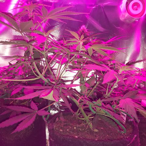 Sour Diesel Auto growlog photo: 12:30-