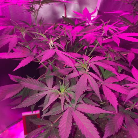 Sour Diesel Auto growlog photo: 12:30-