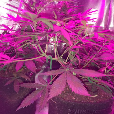 Sour Diesel Auto growlog photo: 12:30-