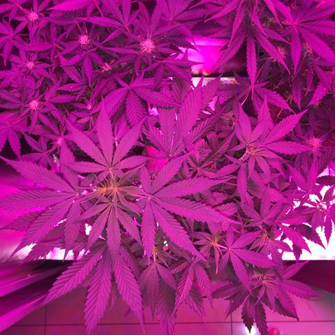 Sour Diesel Auto growlog photo: 12:30-