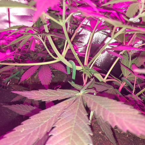 Sour Diesel Auto growlog photo: 12:30-