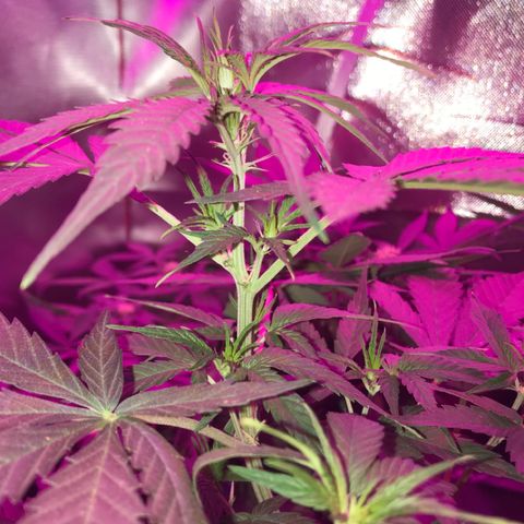 Sour Diesel Auto growlog photo: 12:30-