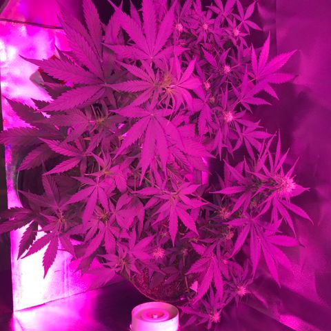 Sour Diesel Auto growlog photo: 12:30-