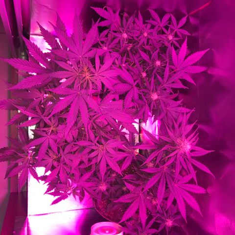 Sour Diesel Auto growlog photo: 12:30-