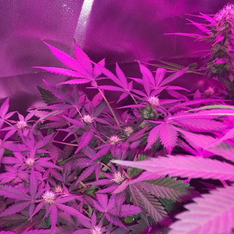 Sour Diesel Auto growlog photo: 12:30-