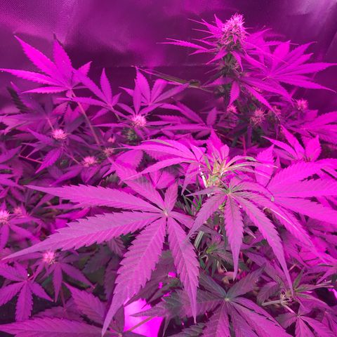 Sour Diesel Auto growlog photo: 12:30-