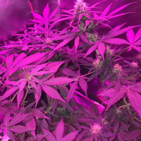 Sour Diesel Auto growlog photo: 12:30-