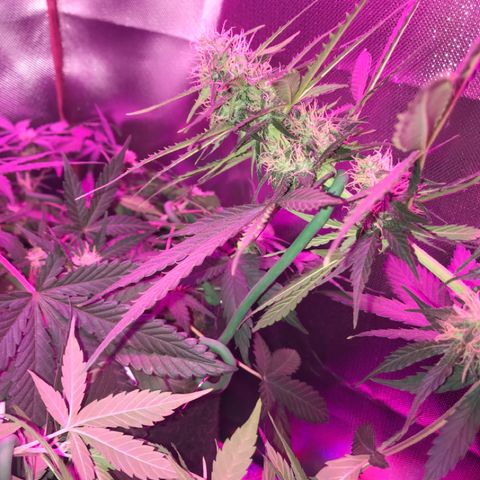 Gorilla Glue Auto growlog photo: 19:00- LST refeito em todos os nos que ja estavam amarrados.