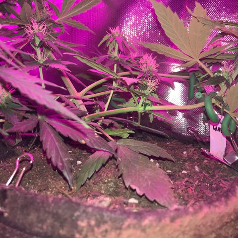 Gorilla Glue Auto growlog photo: 19:00- LST refeito em todos os nos que ja estavam amarrados.