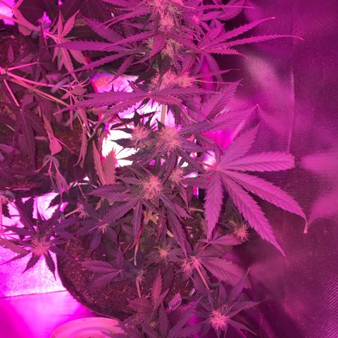 Gorilla Glue Auto growlog photo: 19:00- LST refeito em todos os nos que ja estavam amarrados.