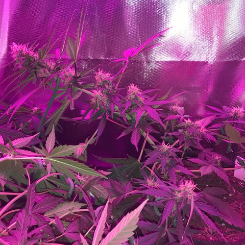 Gorilla Glue Auto growlog photo: 19:00- LST refeito em todos os nos que ja estavam amarrados.