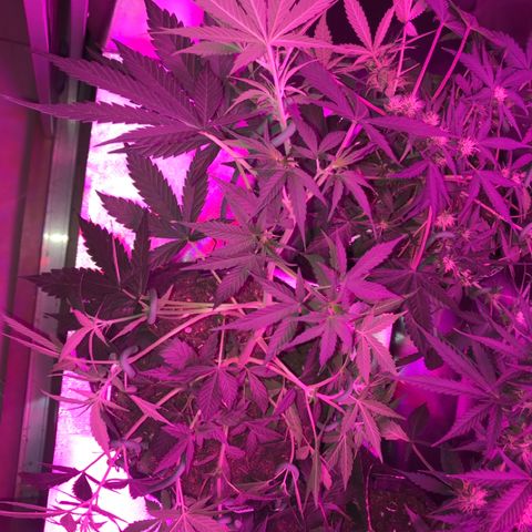 Sour Diesel Auto growlog photo: 19:00- LST refeito em todos os nos que ja estavam amarrados e + quatro.