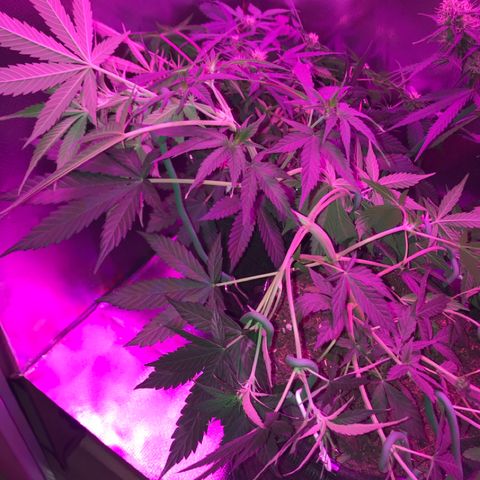 Sour Diesel Auto growlog photo: 19:00- LST refeito em todos os nos que ja estavam amarrados e + quatro.