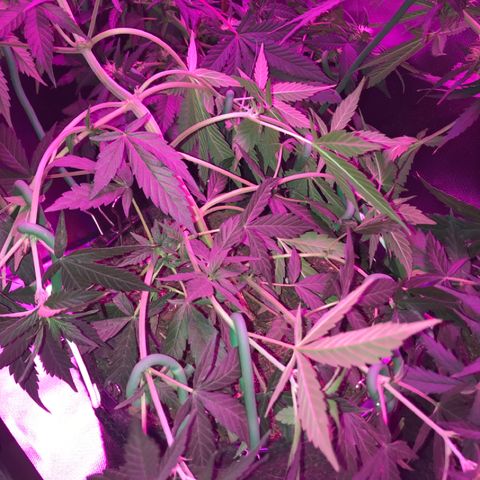 Sour Diesel Auto growlog photo: 19:00- LST refeito em todos os nos que ja estavam amarrados e + quatro.