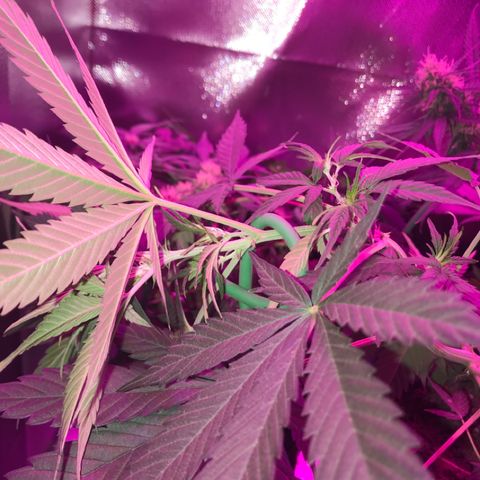 Sour Diesel Auto growlog photo: 19:00- LST refeito em todos os nos que ja estavam amarrados e + quatro.