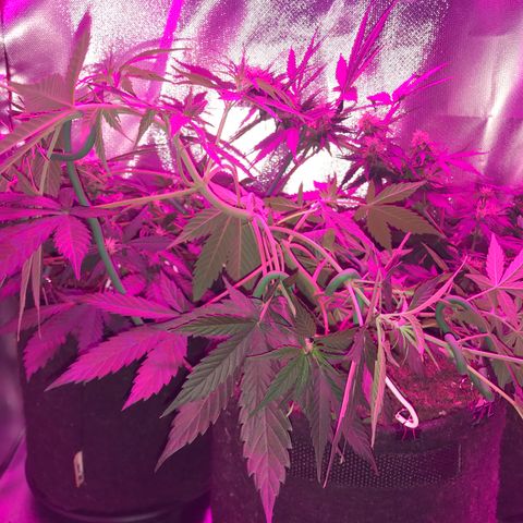 Sour Diesel Auto growlog photo: 19:00- LST refeito em todos os nos que ja estavam amarrados e + quatro.