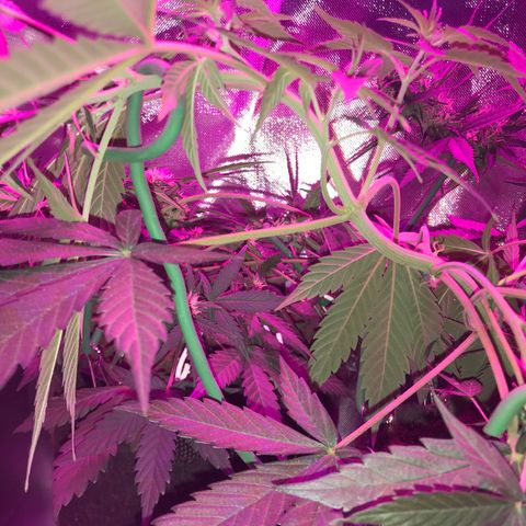 Sour Diesel Auto growlog photo: 19:00- LST refeito em todos os nos que ja estavam amarrados e + quatro.